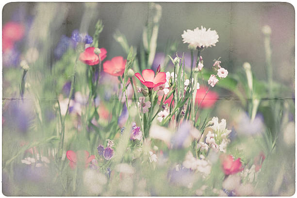 istock wildflower meadow background 510573542