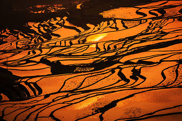 istock Terraced rice field 510573624