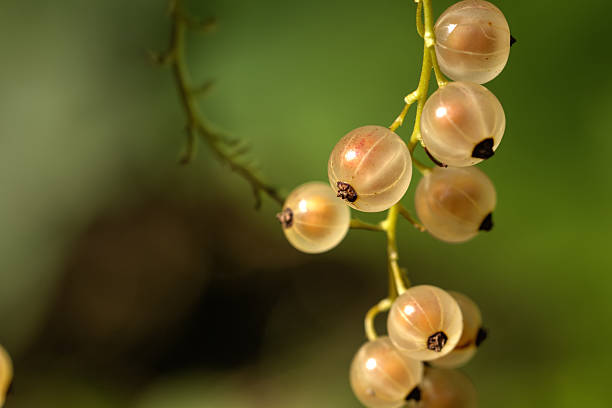 istock White currant. Garden berry. 510573644