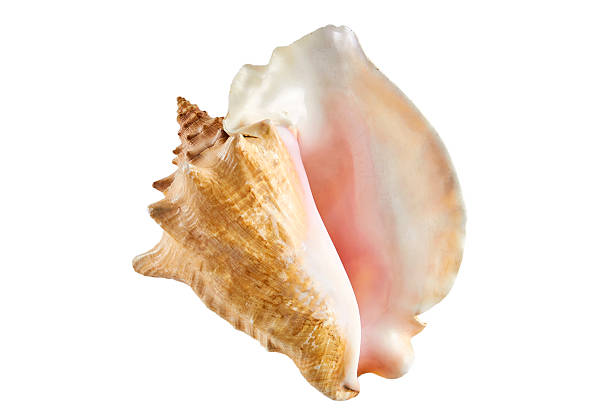 istock big shell from the ocean i 510573870