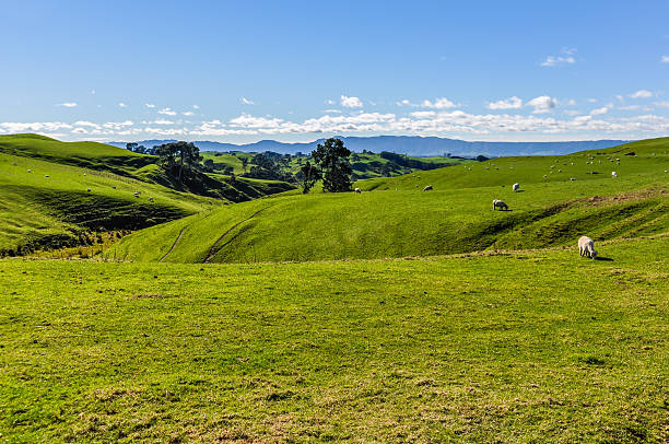 Green field close to Hobbiton, Matamata, New Zealand stock photo