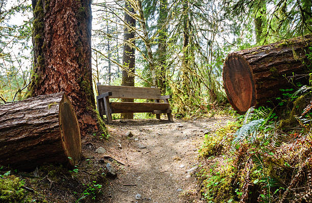 istock Hoh Rain Forest, Olympic National Park 510574614