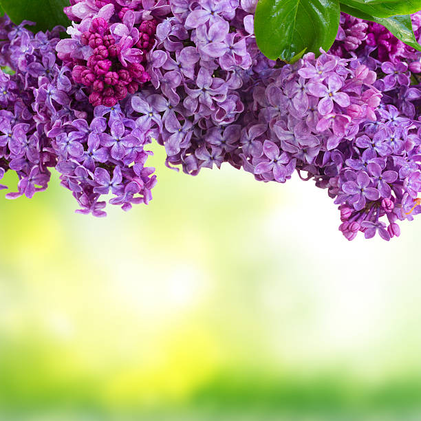istock Lilac flowers on green 510574896