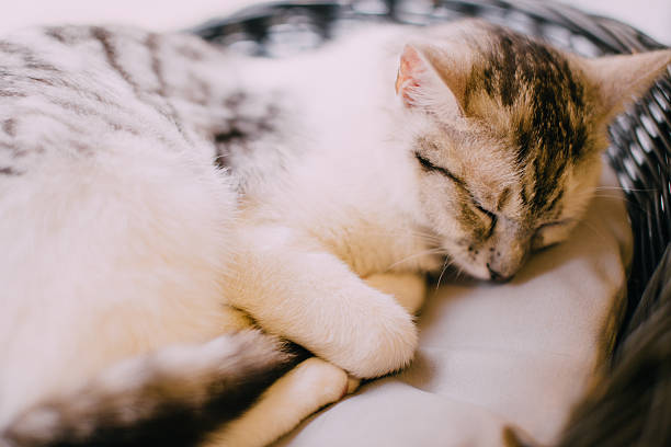 istock Small cat sleeping on the ground 510574968