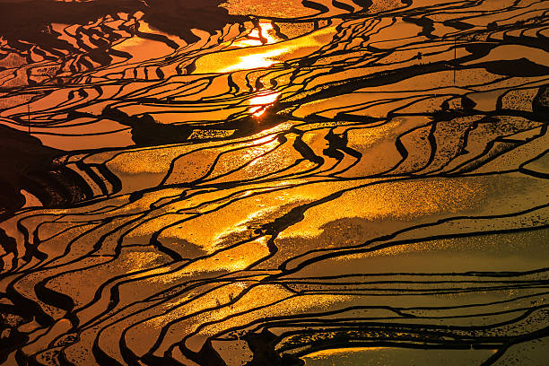 Terraced rice field