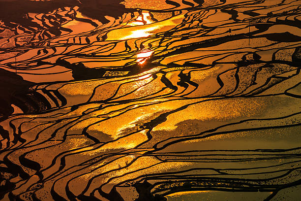 campo de arroz com terraço - hani imagens e fotografias de stock