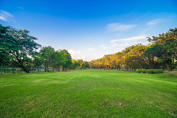 istock Beautiful park trees green grass 510575900