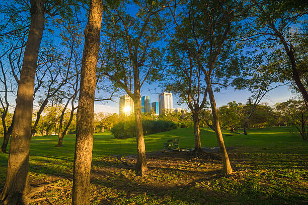 istock Green trees in beautiful park 510576136