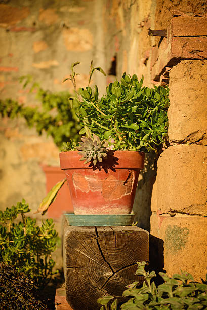 istock Pots with flowers 510576920