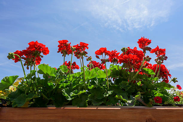 Red Geraniums stock photo