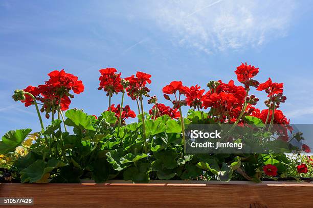 Red Geraniums Stock Photo - Download Image Now - Geranium, Balcony, Red