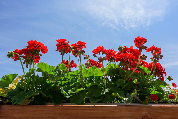 vermelho geraniums - geranium imagens e fotografias de stock