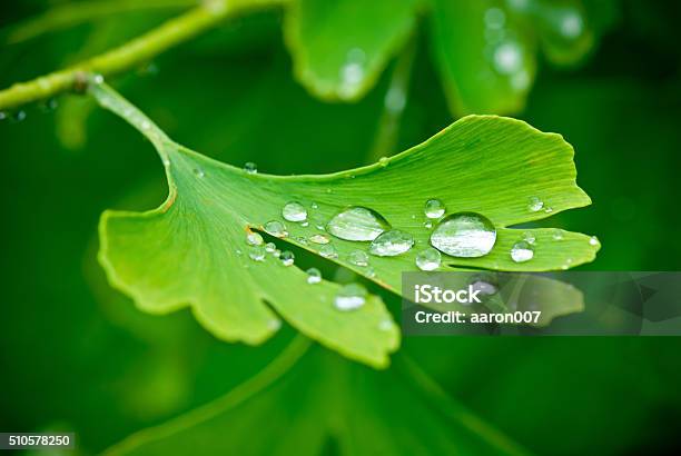 Drops Of Water On The Leav Of Ginkgo Stock Photo - Download Image Now - Ginkgo Tree, Ginkgo, Leaf