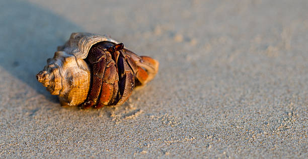 istock Hermit crab on the beach 510579050