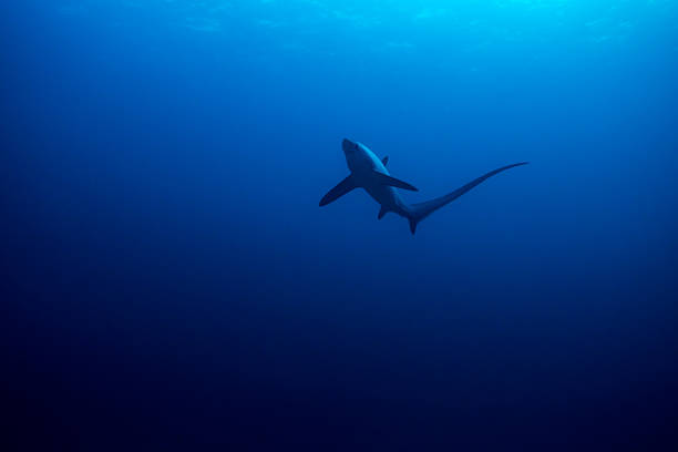 commune batteuse requin - visayan islands photos et images de collection