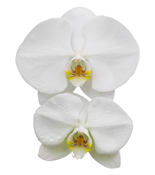 istock white phalaenopsis orchid flower isolated on white 510580070