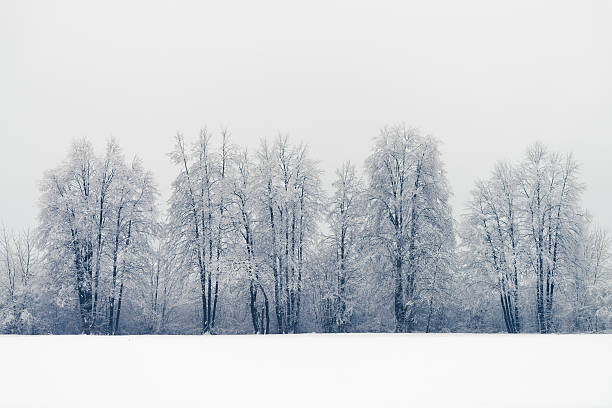 istock Snow-covered trees in a snowy field 510581086