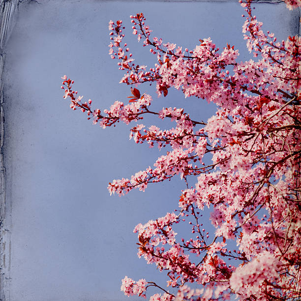 istock cherry tree blossom paper background 510581134