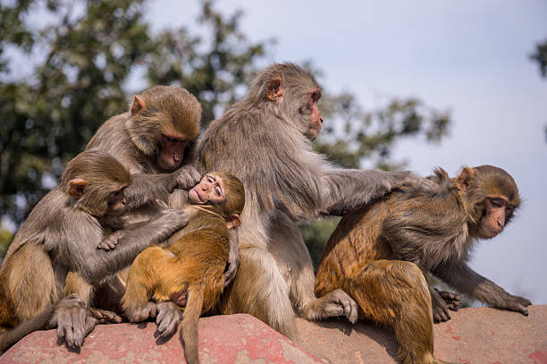istock Monkey's family 510581244
