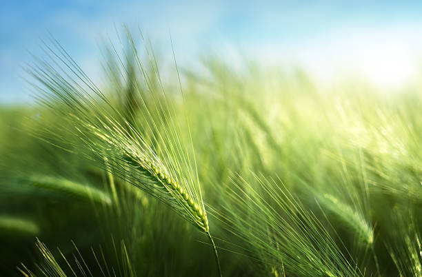 cebada campo de tiempo de la puesta de sol - landscape nature green field fotografías e imágenes de stock