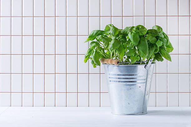 Basil in pot