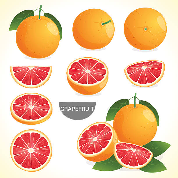 세트 자몽, 리프 다양한 스타일스 벡터 형��식이라고 - grapefruit fruit freshness pink stock illustrations