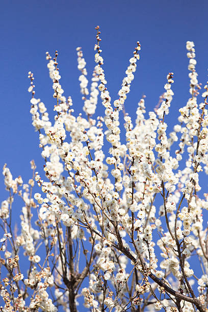 istock Plum blossom in Japan 510583048