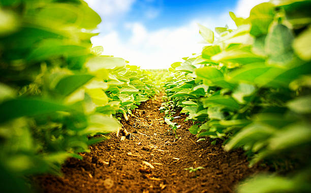 istock Soybean plants from ground level. 510584096