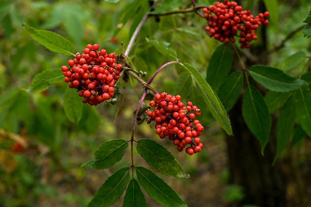 istock Red viburnum bush in the forest background 510584400