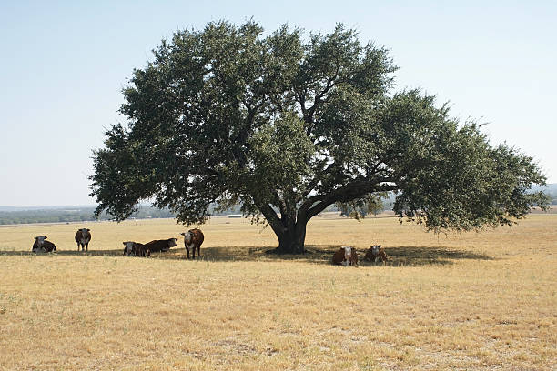 Texas cows grazing in a shadow of an oak tree