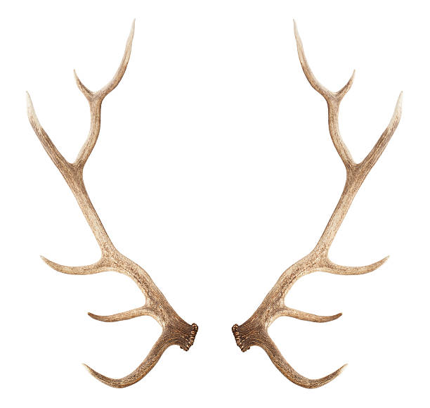 istock Large antler isolated on white background 510585138
