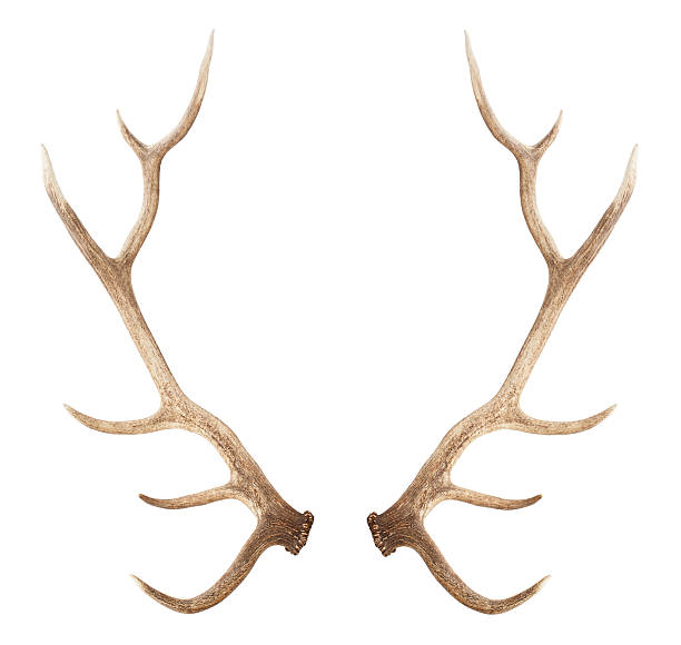 Large antler isolated on white background Large antler isolated on a white background horned photos stock pictures, royalty-free photos & images