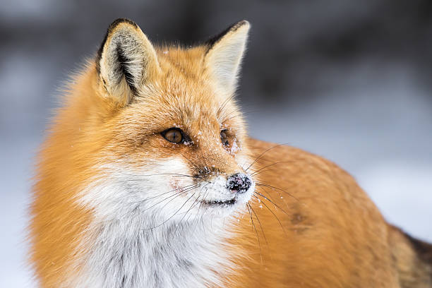 istock Red Fox, Vulpes Vulpes 510585850
