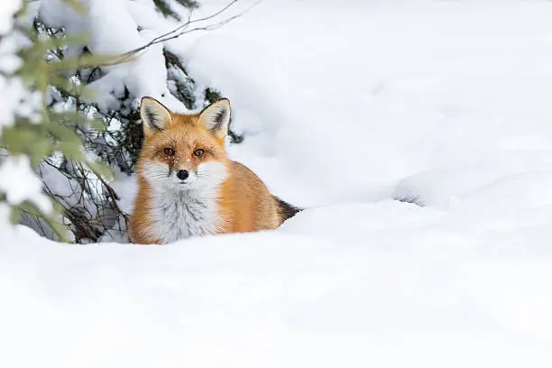 Red Fox in the snow and sheltered by a tree