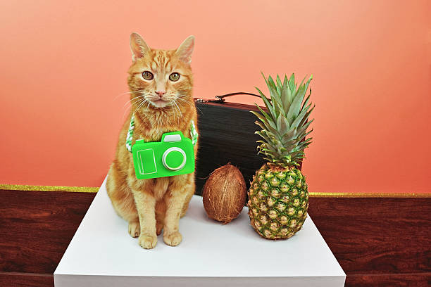 Indoor Cat Wants Tropical Vacation stock photo