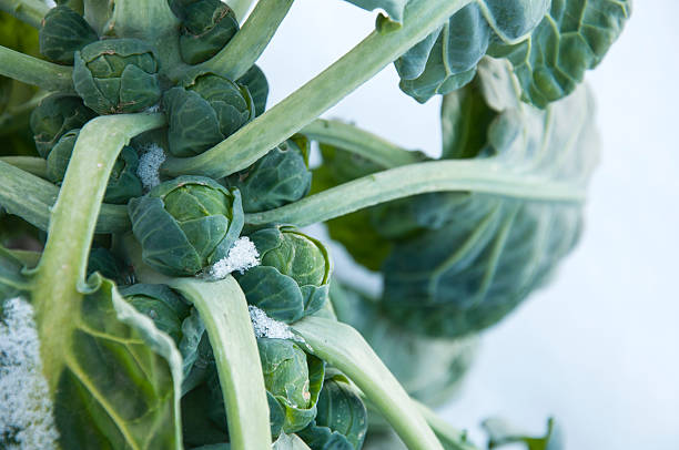 bruselas sprouts en campo cubierto de nieve - col de bruselas fotografías e imágenes de stock