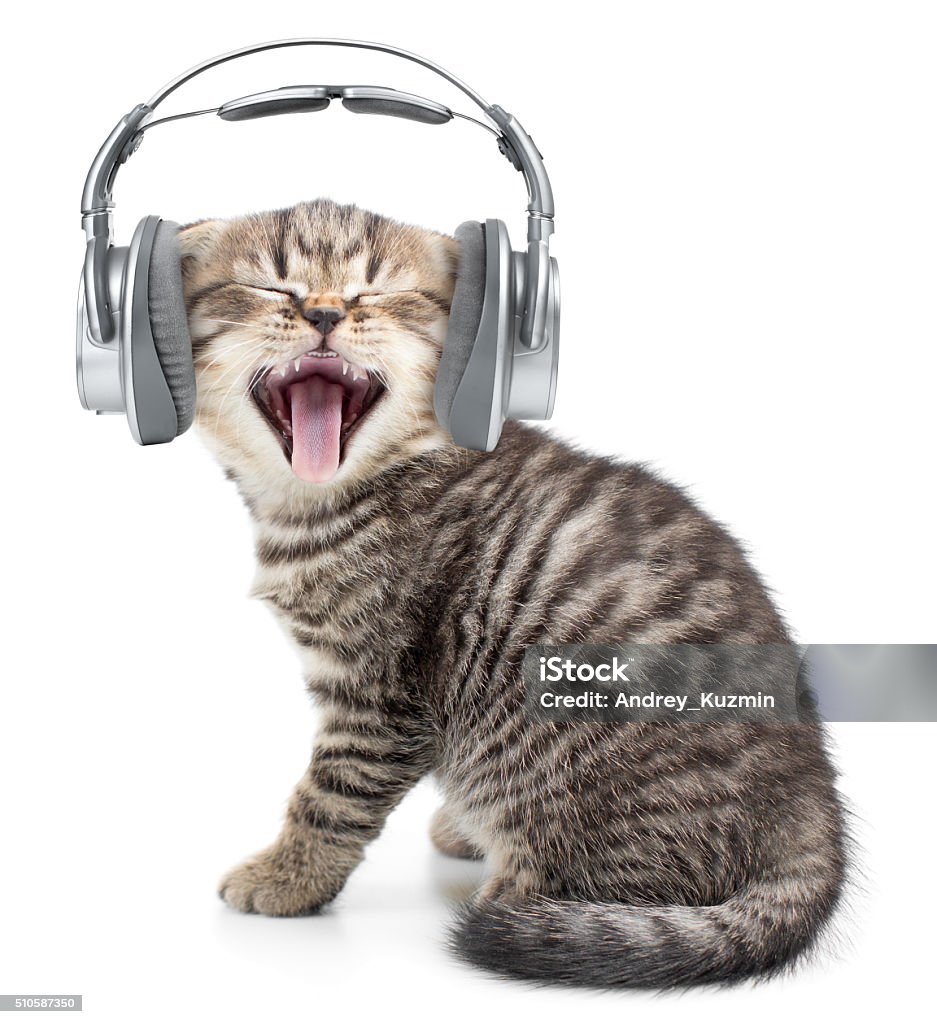 Hãy thưởng thức một màn hát mèo hoặc mèo con hài hước trong tai nghe của bạn. Giọng hát dễ thương và vui nhộn của chúng sẽ mang lại cho bạn một trải nghiệm nghe nhạc thú vị và sáng tạo.