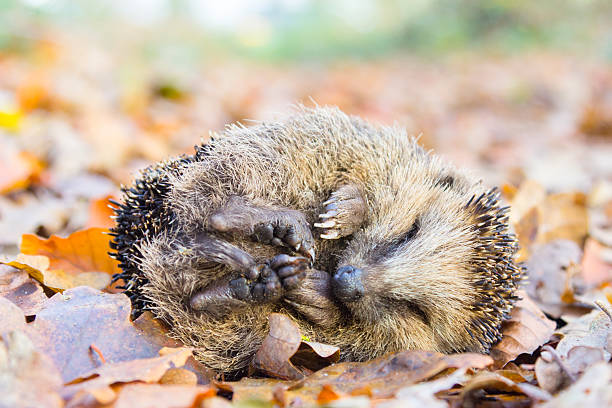 Coiled hedgehog lying and sleeping on leaves in fall Curled up hedgehog lying and sleeping on autumn leaves in forest. This coiled young animal was resting on fall leaves in october. In winter season this mammal is going in hibernation or dormancy. The rolled up vertebrate is defending itself by means of prickles or spines. porcupine hedgehog rodent animal stock pictures, royalty-free photos & images