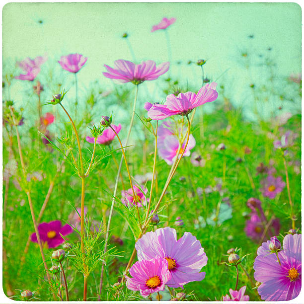 istock flower garden background 510588400