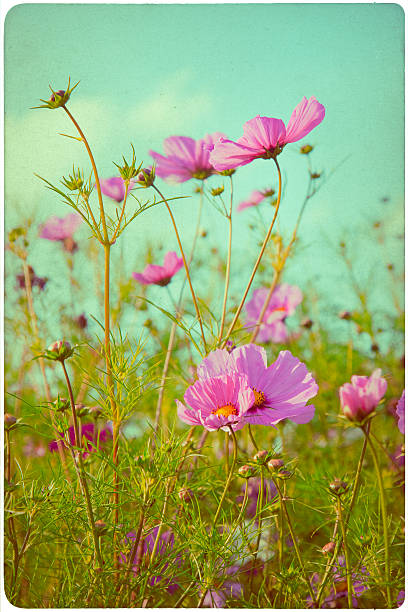 istock flower garden background 510588834