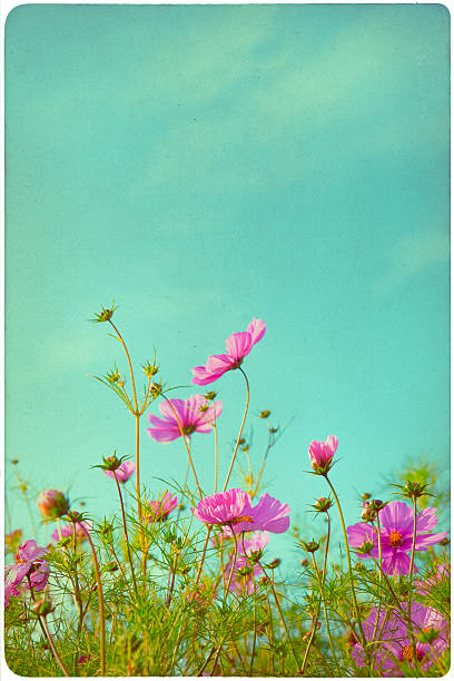 istock flower garden background 510589070