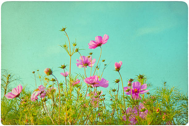 istock flower garden background 510589356