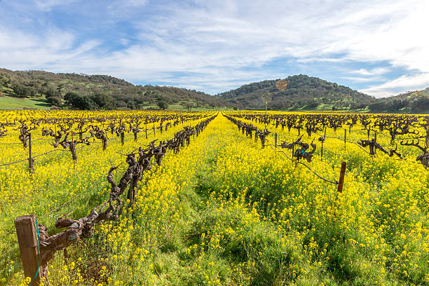 istock Vineyard in Spring , Napa, California 510590842