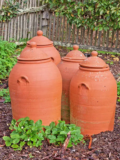 Group of pots traditionally used for growing rhubarb ( Rheum rhaponticum )