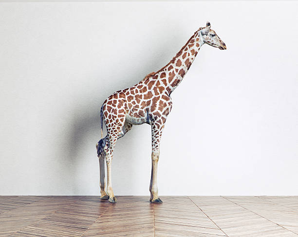 istock the giraffe baby 510591336