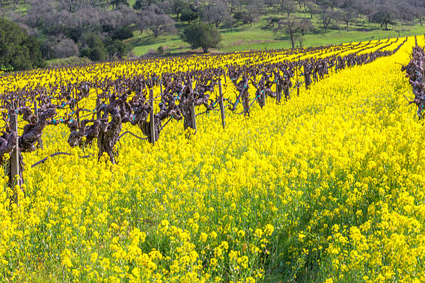 vigneto in primavera, napa, california - vineyard sonoma county california panoramic foto e immagini stock