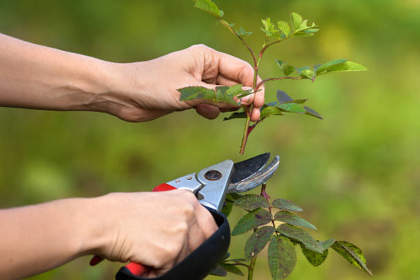 istock hands pruning garden rose branch with secateurs 510591632