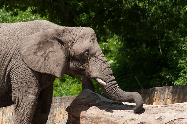 istock Elephant in the zoo 510591780