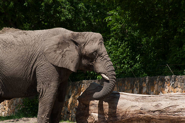 istock Elephant in the zoo 510591814