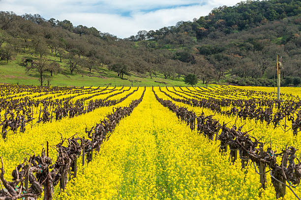 포도원입니다 봄, 나파, 캘리포니아 - carneros valley napa valley vineyard california 뉴스 사진 이미지